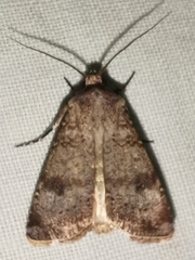 Agrotis trux
