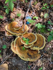 Phaeolus