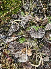 Gunnera magellanica
