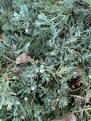 Juniperus horizontalis