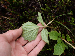 Valeriana sitchensis