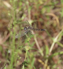 Erythrodiplax minuscula