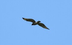 Buteo lineatus
