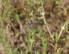 Erythrodiplax minuscula