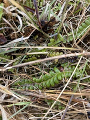 Blechnum penna-marina
