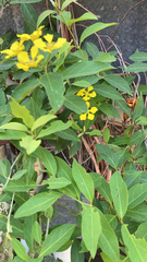 Callaeum macropterum