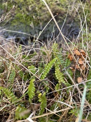 Blechnum penna-marina