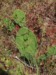 Opuntia mesacantha