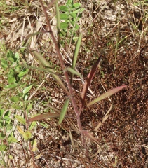 Croptilon divaricatum