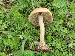 Agrocybe vervacti