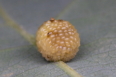 Acraspis pezomachoides