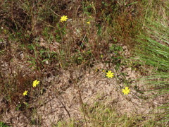 Croptilon divaricatum