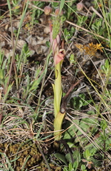 Serapias parviflora