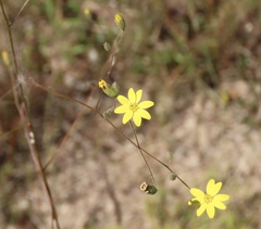 Croptilon divaricatum