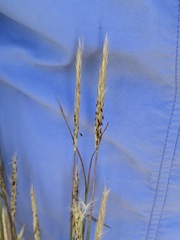 Andropogon ternarius