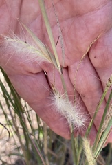 Andropogon ternarius