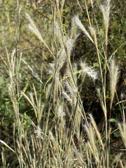Andropogon ternarius