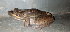 Leptodactylus latrans