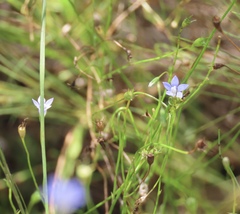 Wahlenbergia marginata