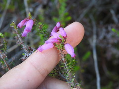 Erica ciliaris