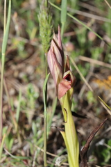 Serapias parviflora