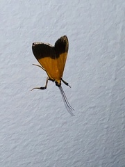 Ulopeza conigeralis