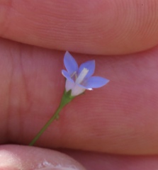Wahlenbergia marginata