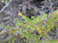 Erica ciliaris