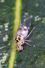 Teliapsocus
