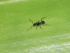 Camponotus sexguttatus