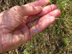 Wahlenbergia marginata