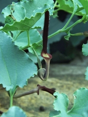 Aristolochia bracteolata
