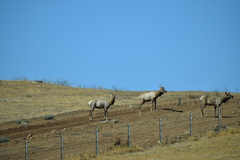 Cervus canadensis nannodes