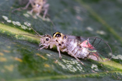 Teliapsocus