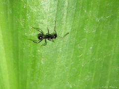 Camponotus sexguttatus