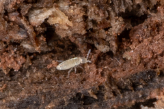 Entomobryomorpha