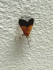 Ulopeza conigeralis