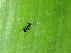 Camponotus sexguttatus