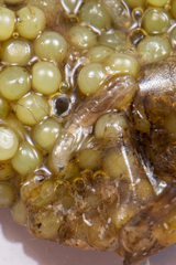 Diptera