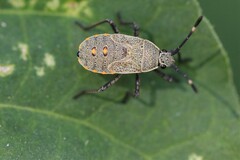 Anasa tristis