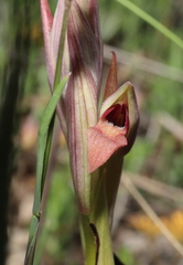 Serapias parviflora