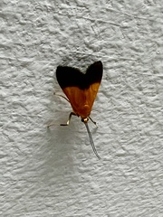 Ulopeza conigeralis