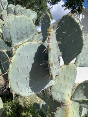 Opuntia lindheimeri