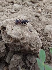 Pompilidae