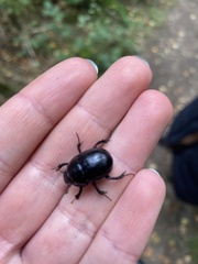 Anoplotrupes stercorosus