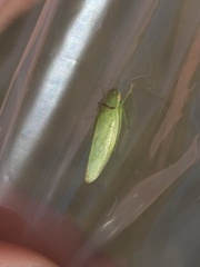 Hemiptera