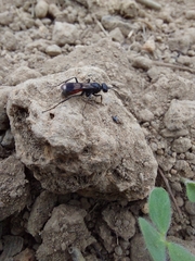 Pompilidae