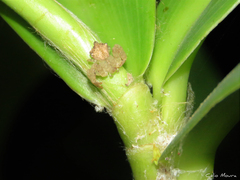 Epicadus trituberculatus