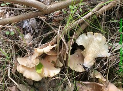 Hohenbuehelia angustata