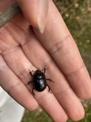 Anoplotrupes stercorosus